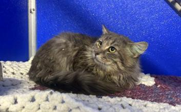 cat adoption photo
