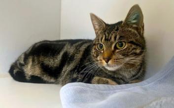 cat adoption photo
