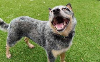 dog adoption photo