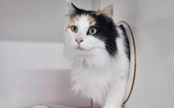 cat adoption photo