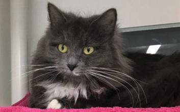 cat adoption photo