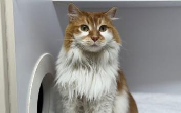 cat adoption photo
