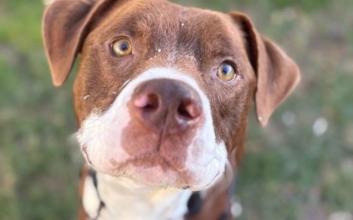 dog adoption photo