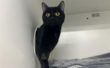 cat adoption photo