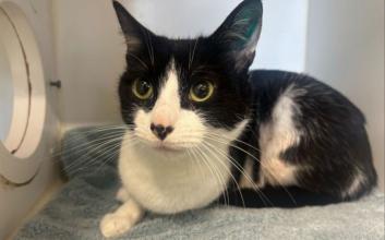cat adoption photo