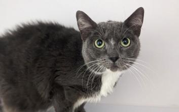 cat adoption photo