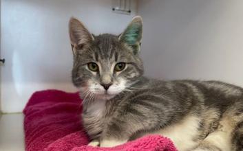 cat adoption photo