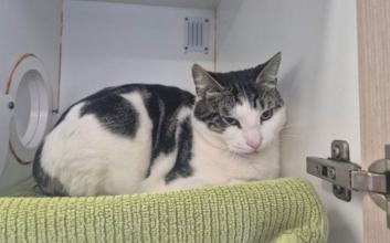 cat adoption photo