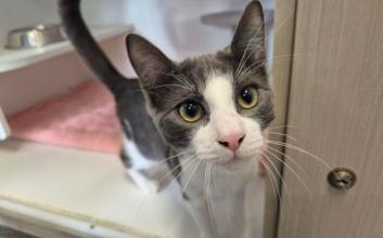 cat adoption photo