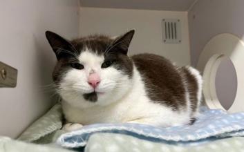 cat adoption photo