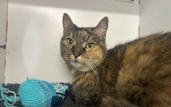 cat adoption photo