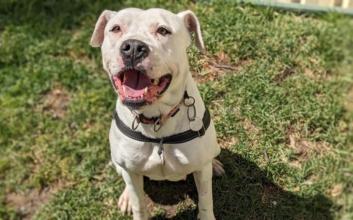 dog adoption photo