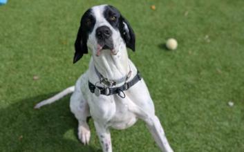 dog adoption photo
