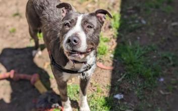 dog adoption photo