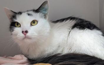 cat adoption photo