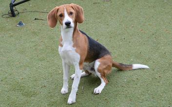 dog adoption photo