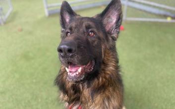 dog adoption photo