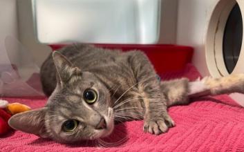 cat adoption photo