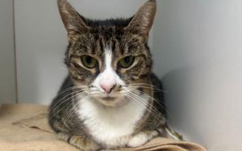 cat adoption photo