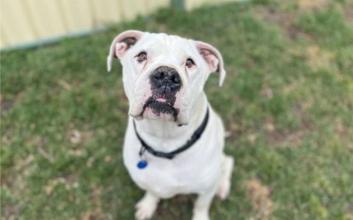 dog adoption photo
