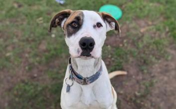 dog adoption photo
