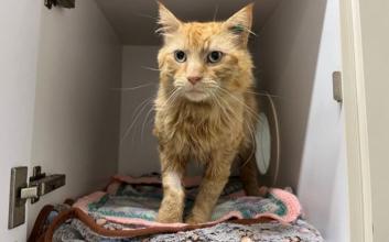 cat adoption photo
