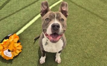 dog adoption photo