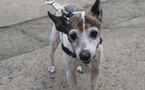Dottie