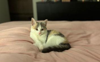 cat adoption photo