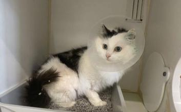 cat adoption photo