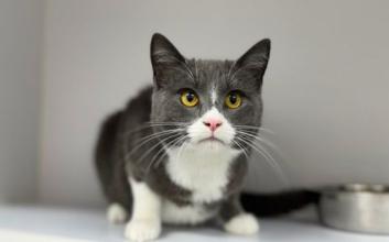 cat adoption photo