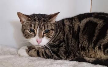 cat adoption photo