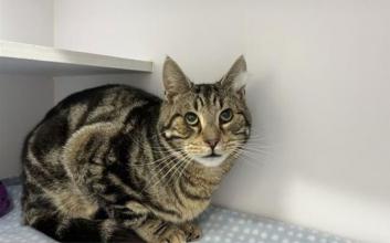 cat adoption photo
