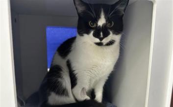 cat adoption photo