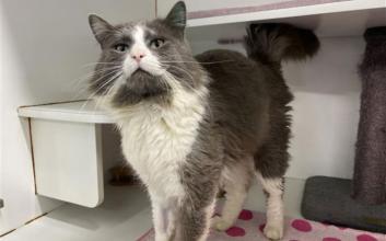 cat adoption photo