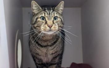 cat adoption photo