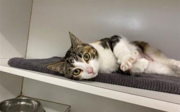 cat adoption photo