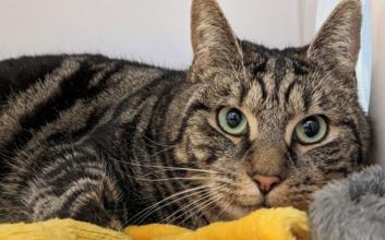 cat adoption photo