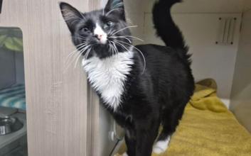 cat adoption photo
