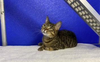 cat adoption photo