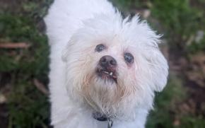 Gizmo