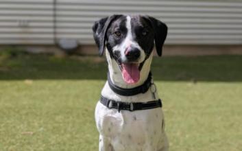 dog adoption photo