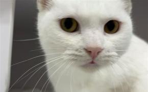 Lumi