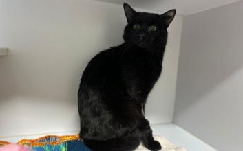 cat adoption photo