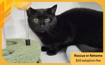 cat adoption photo