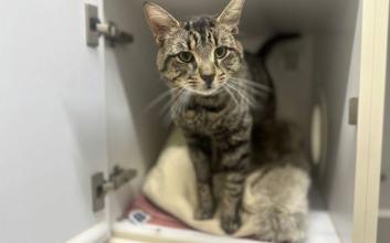 cat adoption photo