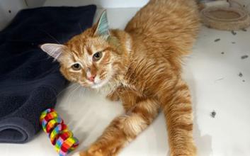 cat adoption photo