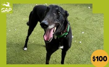 dog adoption photo