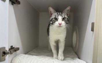 cat adoption photo
