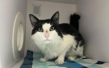 cat adoption photo